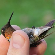 Ruby-throated Hummingbird Migration