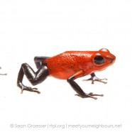 Strawberry Poison-dart Frog (Oophaga pumilio)