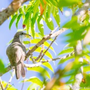 Yellow-billed Cuckoo (Coccyzus americanus)