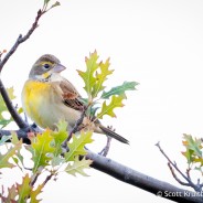 Dickcissel (Spiza americana)