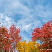 Autumn Leaves