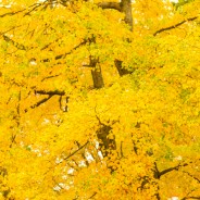 Yellow Autumn