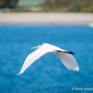 Great Egret Flying