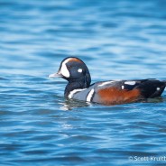 Harlequin Duck