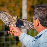 Hawk Walk