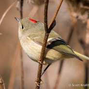 Ruby-crowned Kinglet