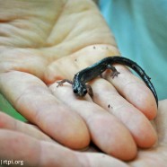 Wehrle’s Salamander (Plethodon wehrlei)