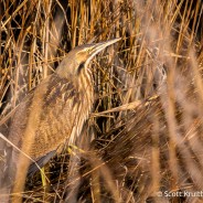 American Bittern