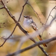 Ash-throated Flycatcher