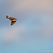 Cave Swallows