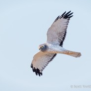 Winter Raptor Surveys