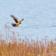 Winter Raptor Surveys