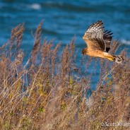 Winter Raptor Surveys Commence