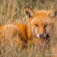 Red Fox (Vulpes vulpes)