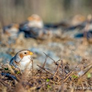 Snow Buntings