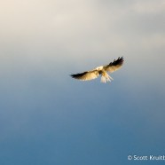White-tailed Kite Hovering