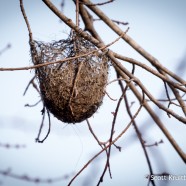 Exposed Nest