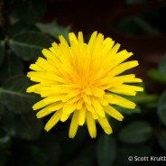 Christmas Dandelion