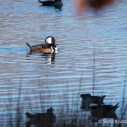 Hooded Mergansers