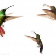 Hummingbirds in Flight