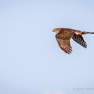 Cooper’s Hawk