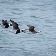 Long-tailed Ducks