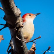 Red-bellied Woodpecker