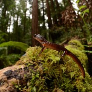 Partners – Amphibian Survival Alliance