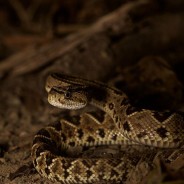 Central American Rattlesnake (Crotalus simus)