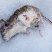 Dead Mouse