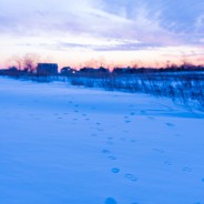 Fox Tracks