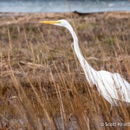 January Great Egret