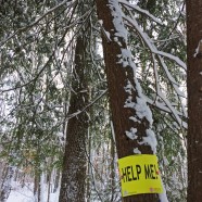 A Look at Hemlock Trees through the Eyes of a Conservation Intern
