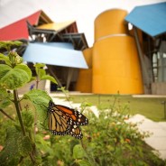 Monarch in Panama