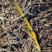 Flicker Feather