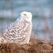 Snowy Owl