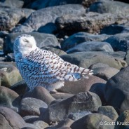 Snowy Owl