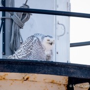 Snowy Owl on Lighthouse