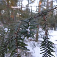 Hemlock Woolly Adelgid Discovered in Chautauqua County!