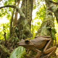 Amazon Gladiator Tree Frog (Hypsiboas boans)