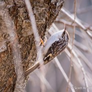 Brown Creeper