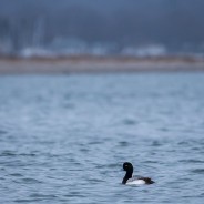 Greater Scaup