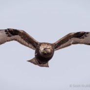 Rough-legged Hawk