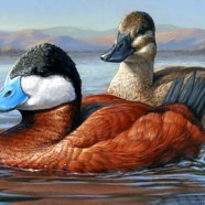 Master Class with Federal Duck Stamp Winner Jennifer Miller