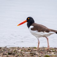 American Oystercatcher