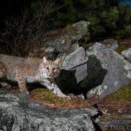 Bobcat