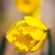 Happy Spring Daffodil