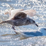 Gull Problems