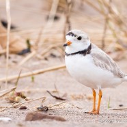 Piping Plover Activity