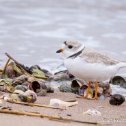 Piping Plover Feeding